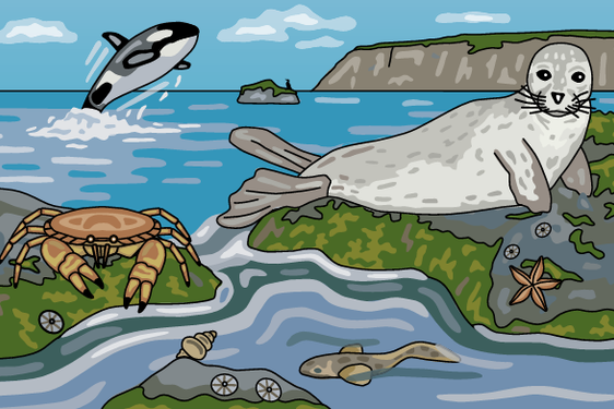 A cartoon of different animals in a seashore environment. To the left is a crab perching on a rock. To the right is a seal lying on a rock. In the background a whale is jumping out of the water.