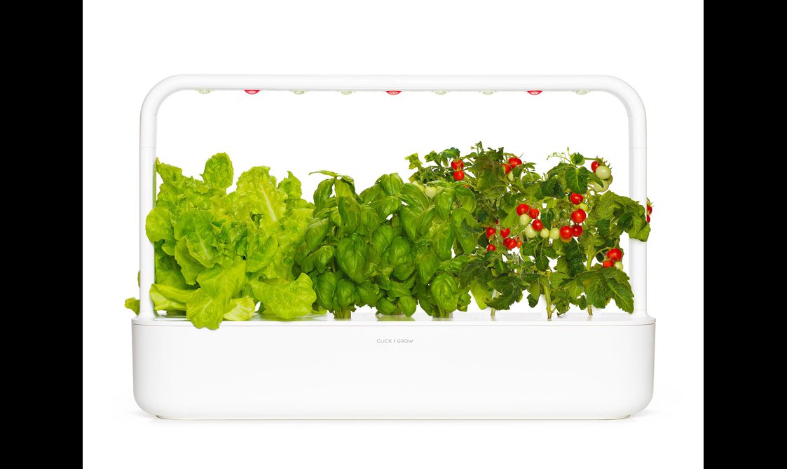 Variety of green plants with red berries in a white plant box