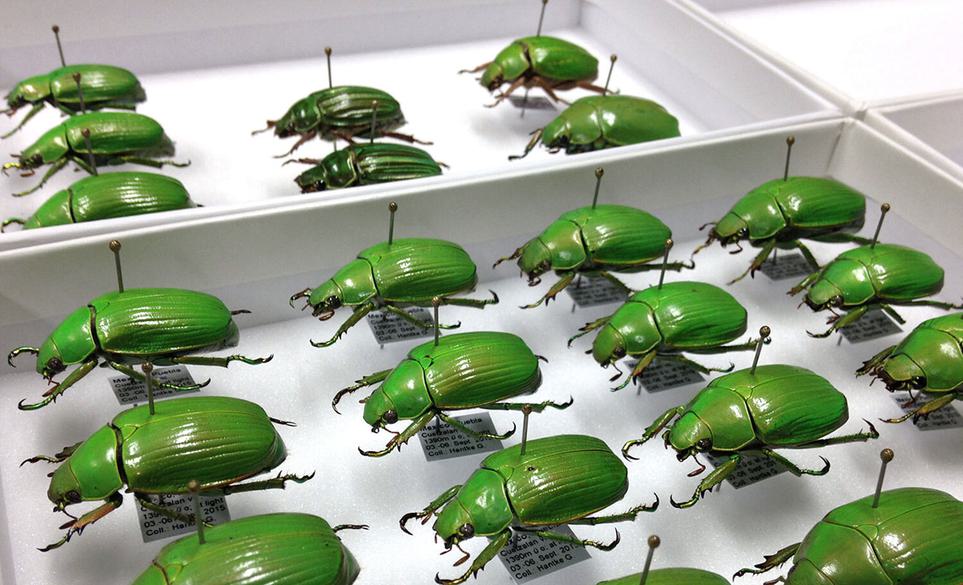 A white tray full of bright green beetles pinned in rows to the bottom.