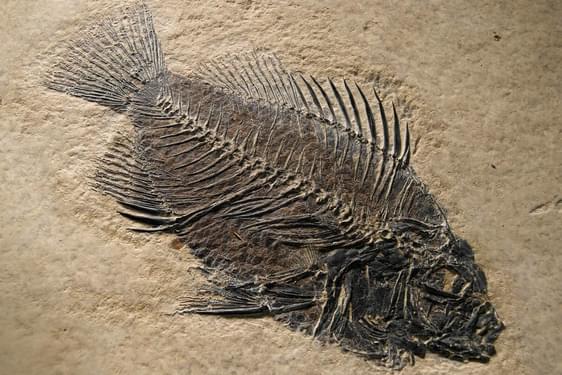 A fossil sample of a ray-finned fish.