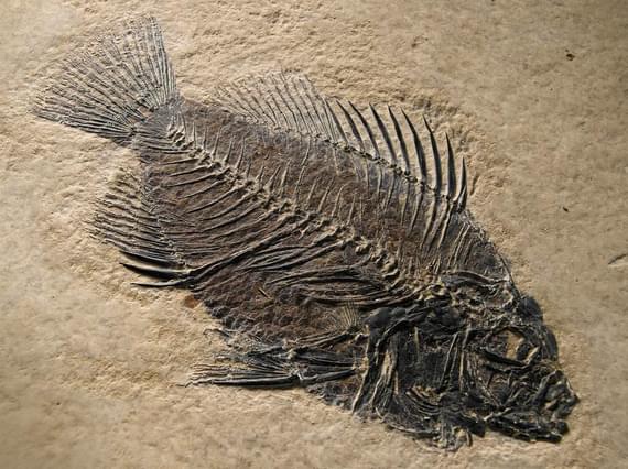 A fossil sample of a ray-finned fish.