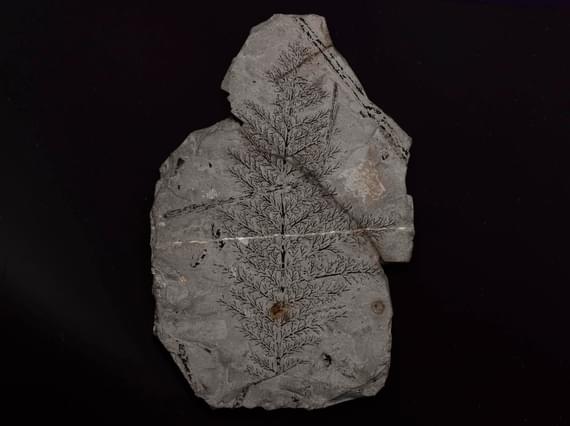 A sample of a very fine black plant compression fossil on the face of a block of grey limestone.