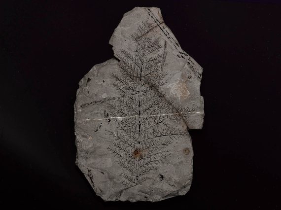 A sample of a very fine black plant compression fossil on the face of a block of grey limestone.