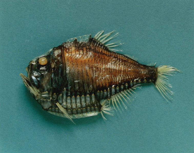 A brown fish with spines all along the top and bottom.