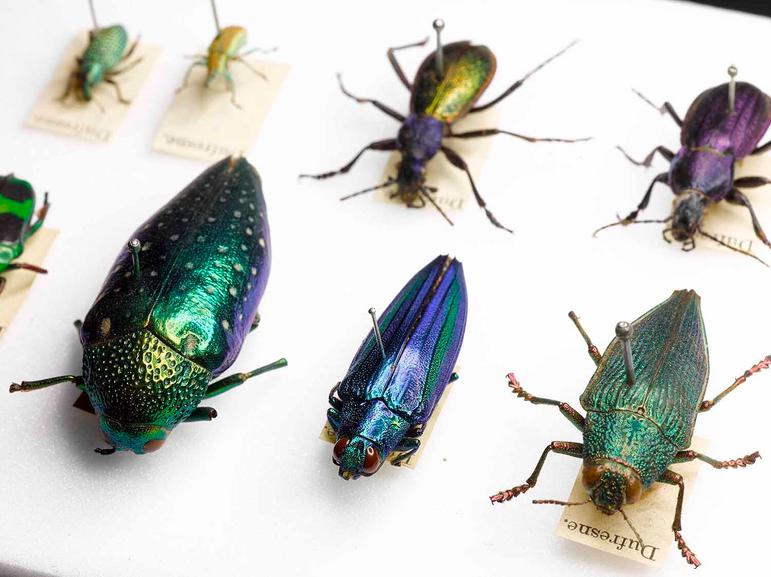 A collection of purple, green, blue, and gold coloured beetles of different shapes and sizes pinned to a white surface.