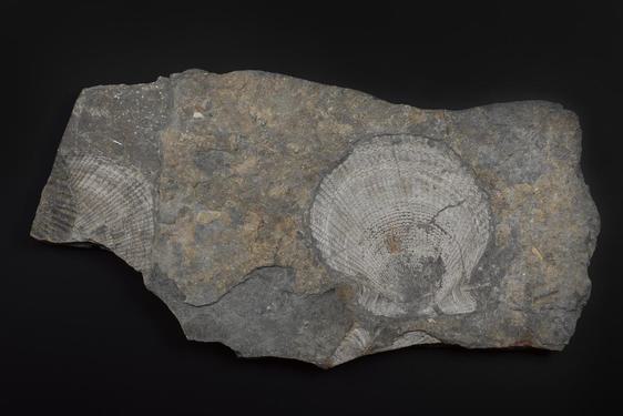 A sample of a fossil.
