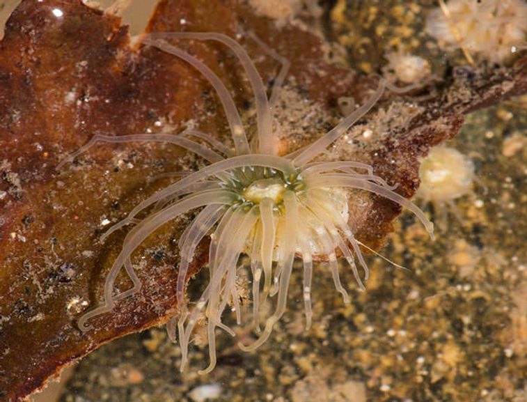 A sea anemone with many translucent white tentacles on a reddish brown rock underwater.