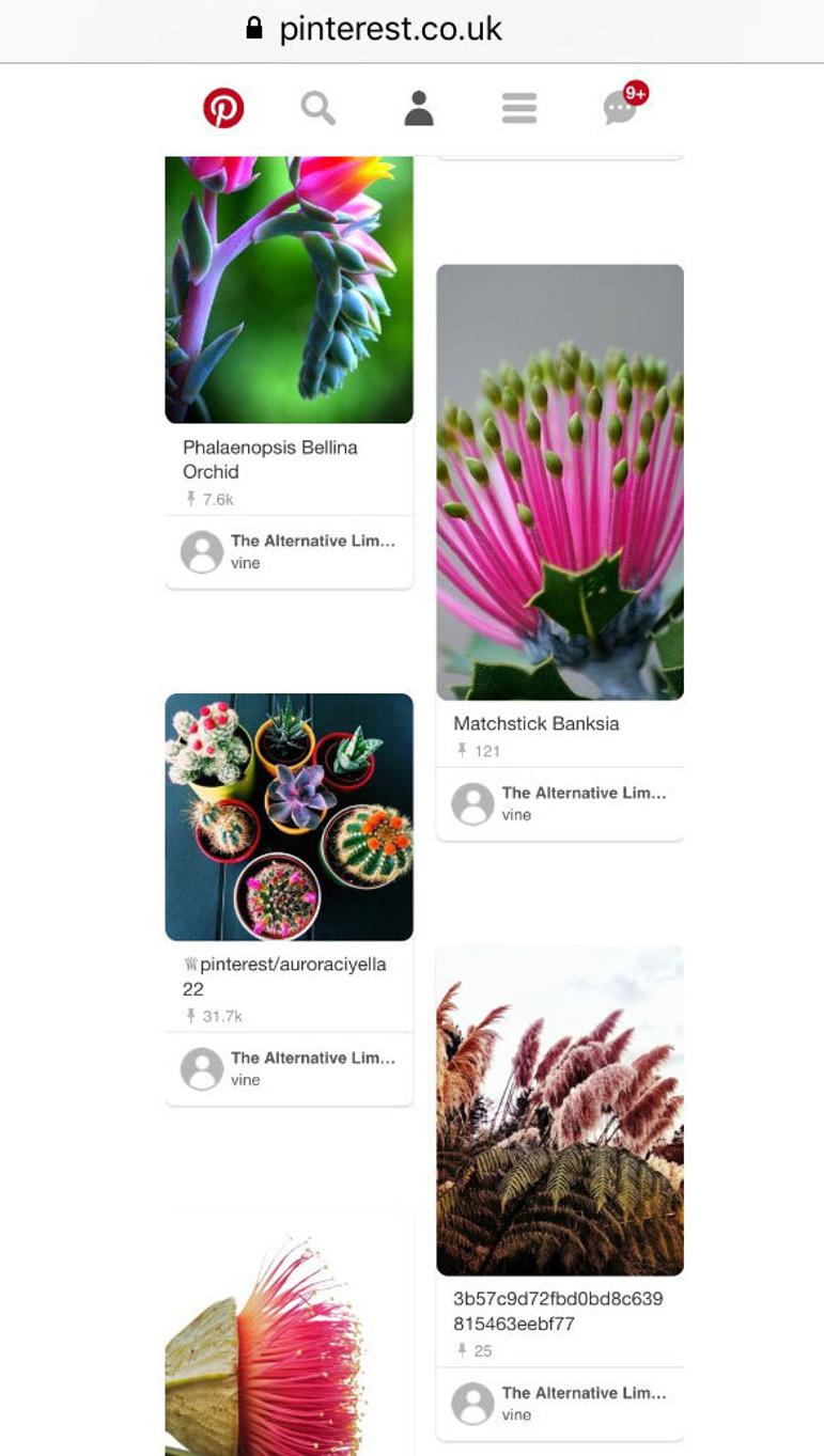 A Pinterest board with pictures of flowers and cacti.
