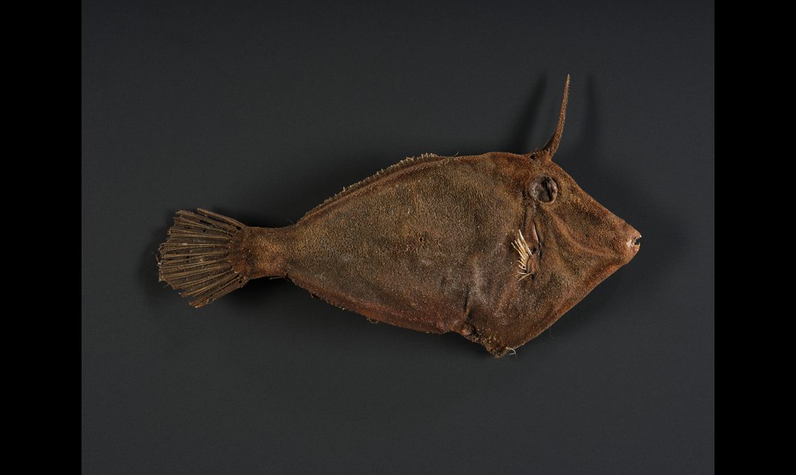 Dried fish skin.