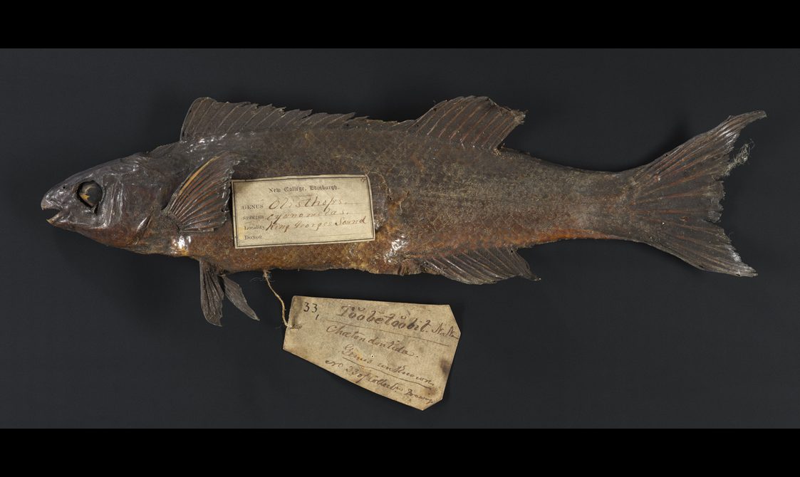The image shows a grey-ish dried fish skin on a black background with two vintage-looking labels attached to it.