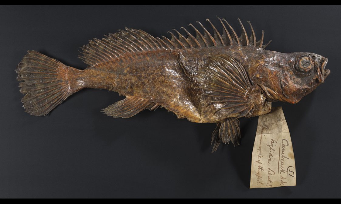 The image shows a dried brown fish skin with scales along the fish's back, sitting on a black background. There is also one vintage-looking label attached to the fish.