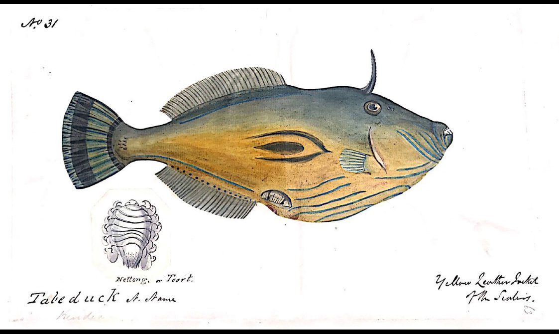 Illustration of a yellow and blue fish.
