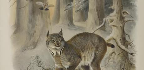 An illustration of a lynx in a snowy wooded area.