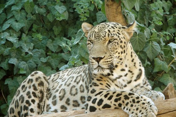 A leopard sitting with it's front paws draped over a branch and green leaves in the background.