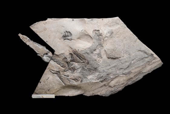 Fossil of an animal skeleton in pale grey rock.