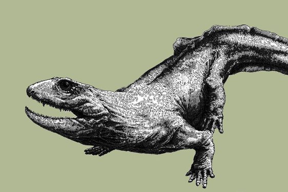Black and white illustration of a lizard with a long, thick tail.