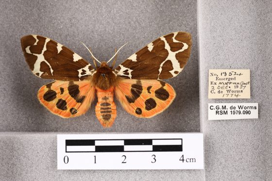 A preserved specimen of a Garden tiger moth.