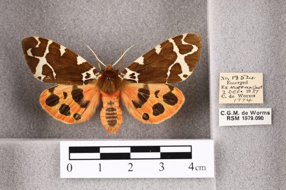 A preserved specimen of a Garden tiger moth.