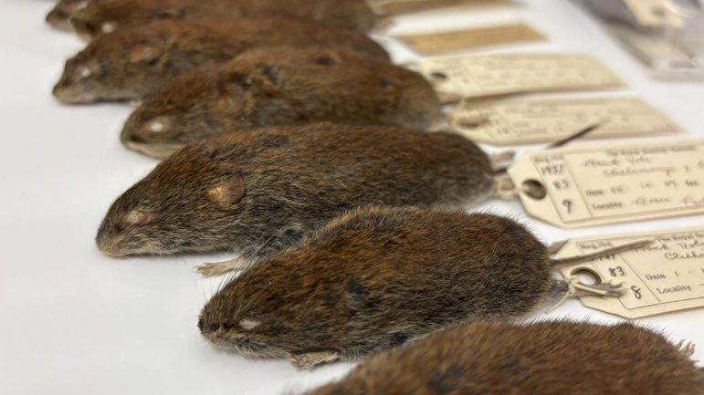 5 preserved specimens of moles, with written labels.