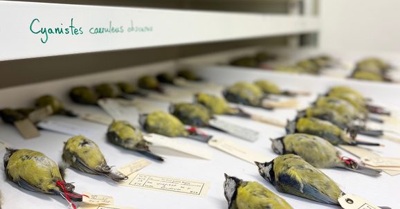 A draw in a museum storage facility, that has neatly lined up blue tit skins laying in it breast up, each with a label attached.