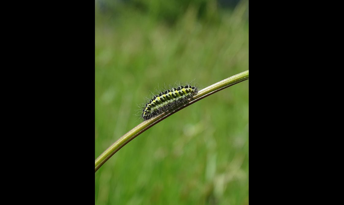 A Burnet moth caterpillar on a plant stem.