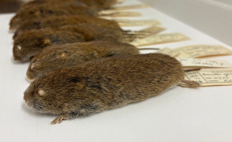 Preserved field vole skins, set out in a line in a museum store. They have hand written information labels attached to their tales.