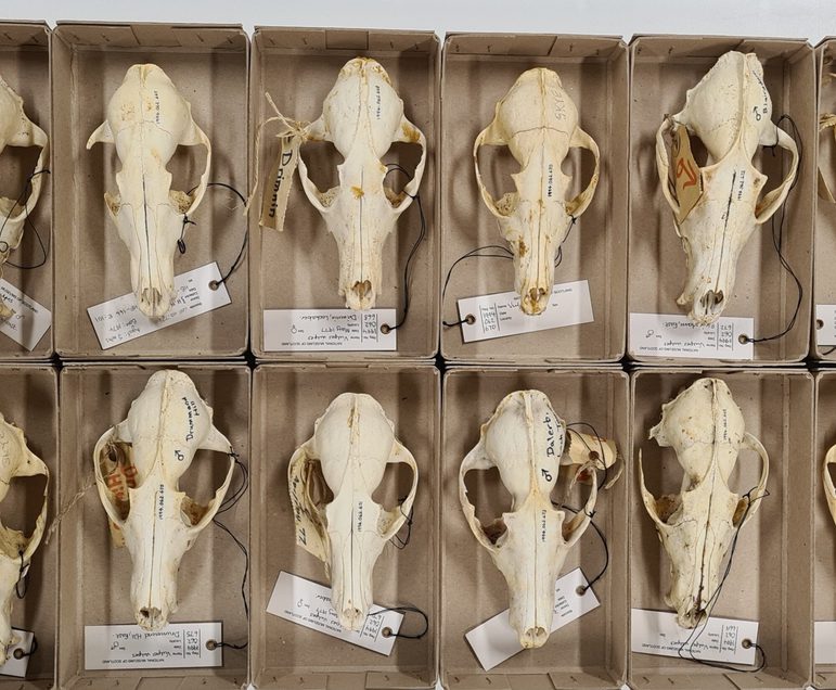 8 boxes containing fox skulls with labels