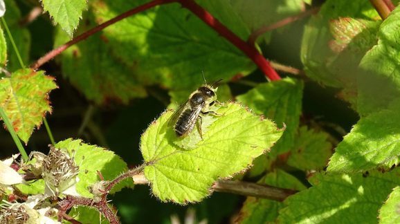 A Megachile centuncularis bee on a green leaf.