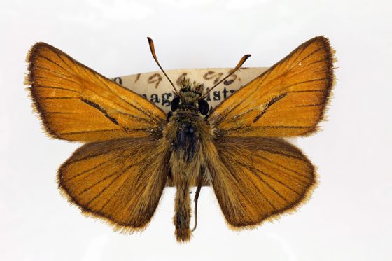 A preserved specimen of a brown winged Small skipper butterfly.