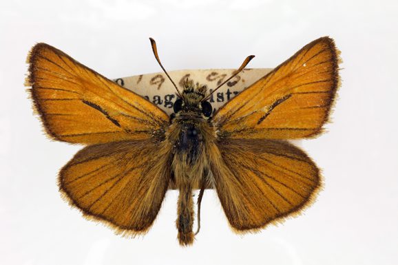 A preserved specimen of a brown winged Small skipper butterfly.