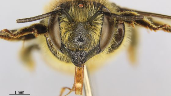 Close-up face of a Megachile centuncularis bee.
