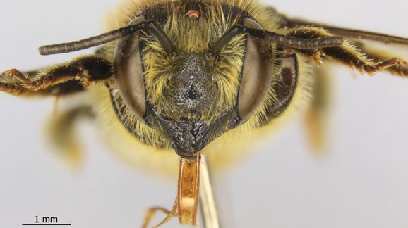 Close-up face of a Megachile centuncularis bee.