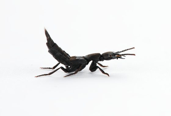 A black coloured beetle.