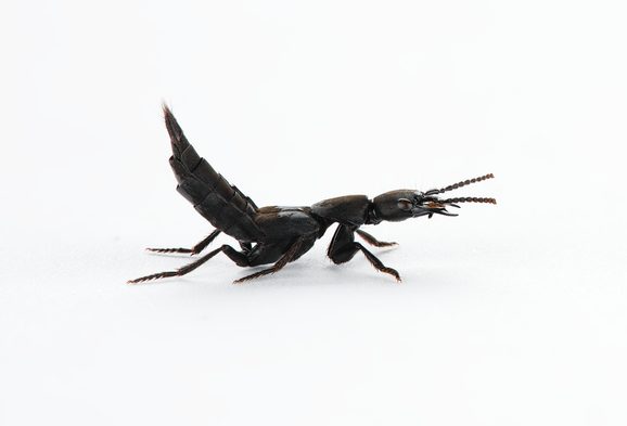 A black coloured beetle.