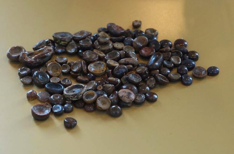 A collection of small round shaped fossils of varying shades of brown.