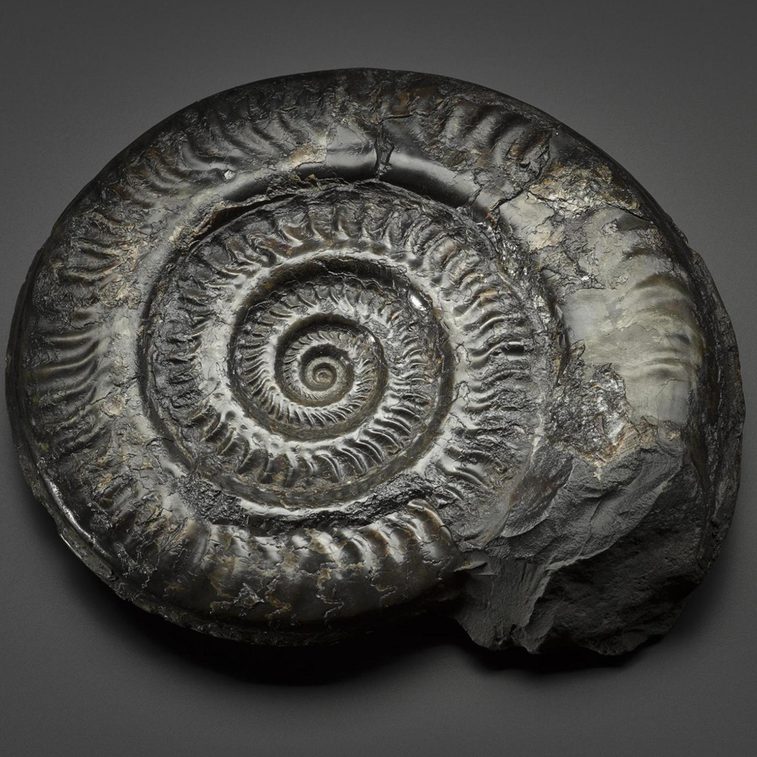 A dark coloured fossil resembling a curled up snake.