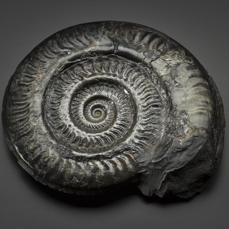 A dark coloured fossil resembling a curled up snake.