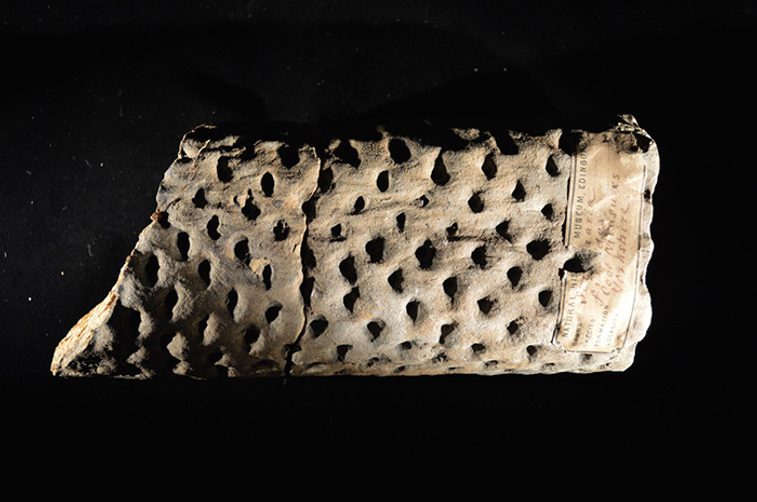 A rectangular shaped fossil with small holes.