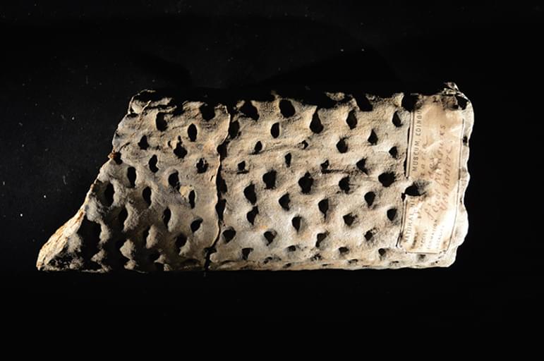 A rectangular shaped fossil with small holes.