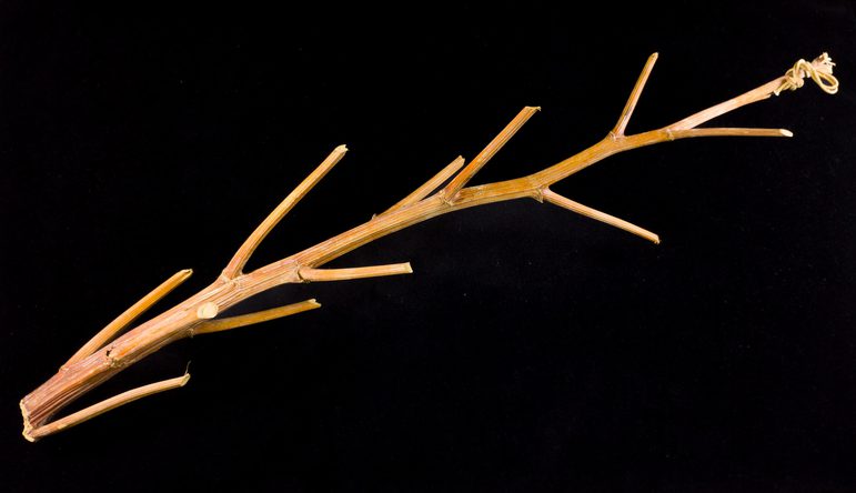Part of a dried out hogweed plant. The plant is a yellow-brown colour with several jagged branches.