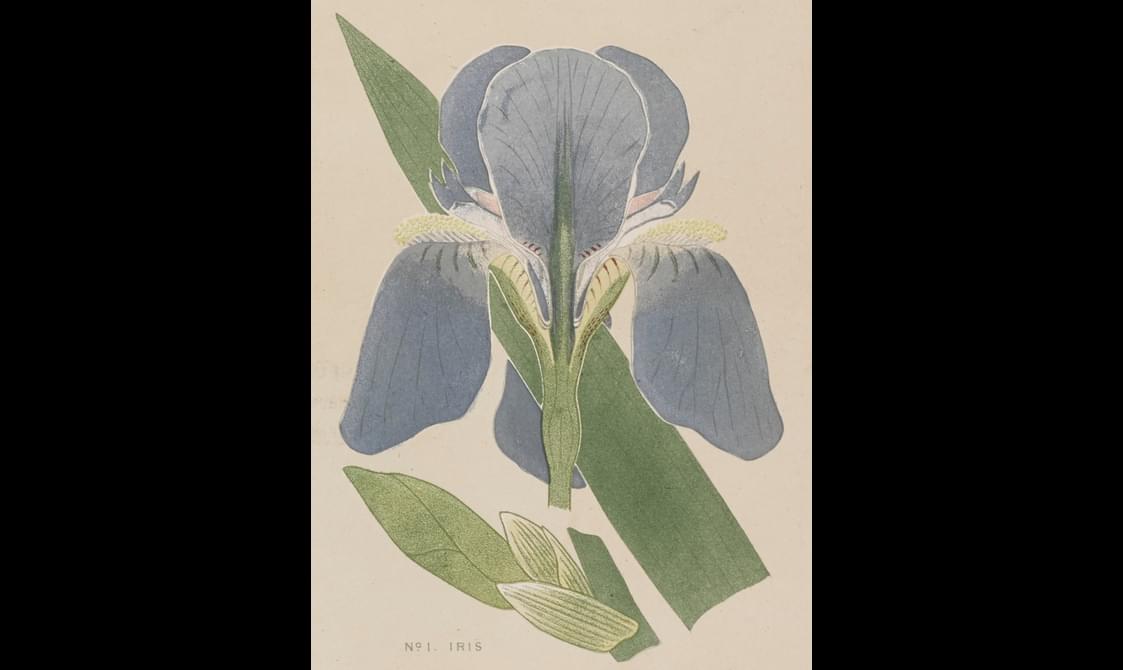 A flower with blue petals and two green leaves.