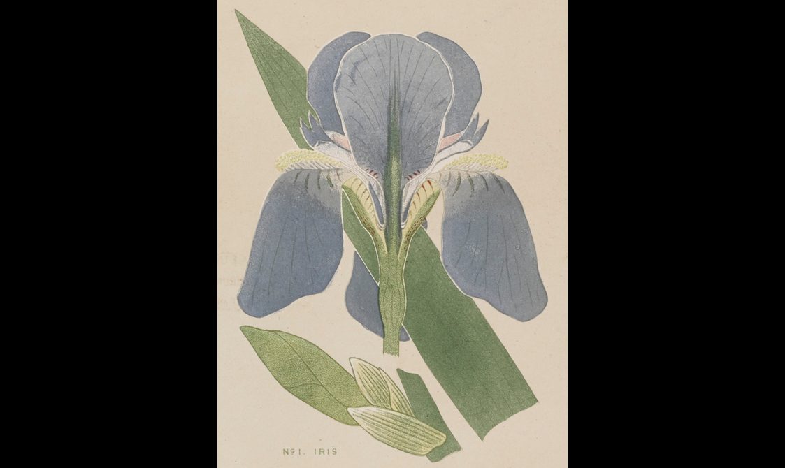 A flower with blue petals and two green leaves.