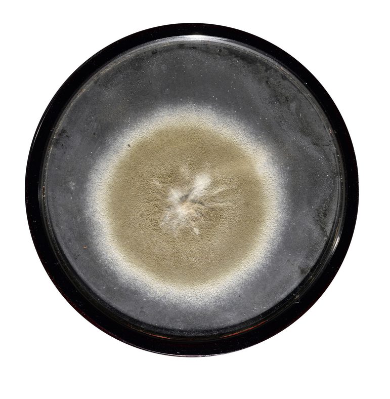 A petrie dish showing concentric circles of mould in yellow and grey colours, mounted in a wooden frame.