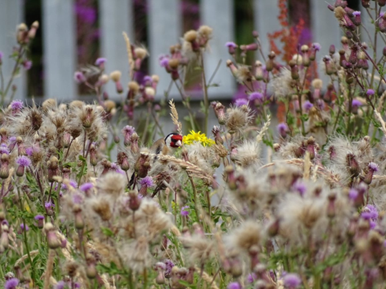 A goldfinch perched among a bed of thistles.