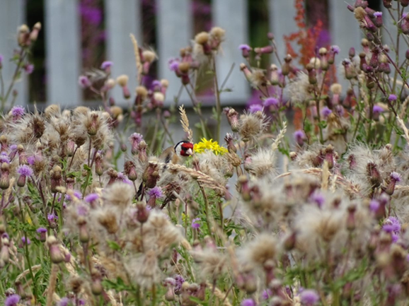 A goldfinch perched among a bed of thistles.