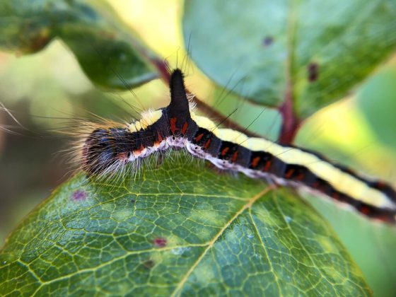 A black and yellow long creature with strands of hair on its body sitting on a green leaf.