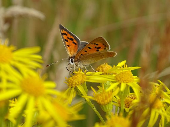 An orange speckled butterfuly sitting on a yellow flower.
