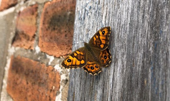A brown and orange butterfly on a wall.