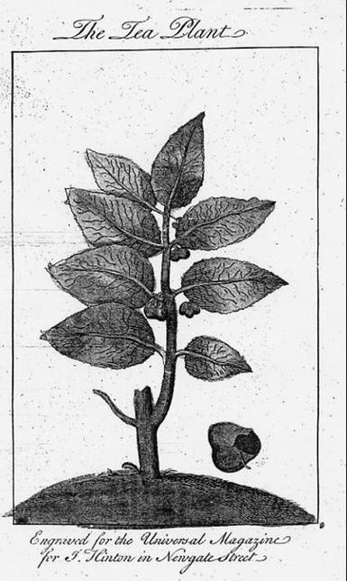 A black and white illustration of a tea leaf plant