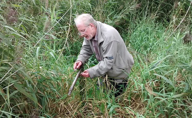 A colour photograph of a man examining some material and using a metal device in the middle of a bog. He has grey hair and glasses and is wearing a light grey jacket and a checked shirt. He is completely surrounded by reeds and wetland plants.
